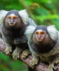 Marmosets Animals paint by number