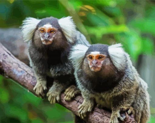 Marmosets Animals paint by number