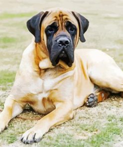 Mastiff Dog paint by number