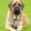 Mastiff paint by number