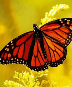 Monarch Butterfly paint by numbers