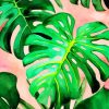 Monstera Plant Leaves paint by number