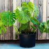 Monstera Plant Pot paint by number