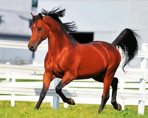 Morgan Horse paint by number