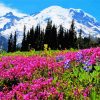 Mt Rainier paint by number