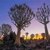 Namibia Aloe Dichotoma Trees paint by number