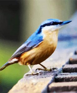 Nuthatch Bird paint by numbers