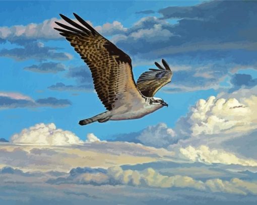 Osprey Bird Flying paint by number