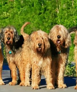 Otterhound paint by number