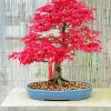 Pink Bonsai Tree paint by number