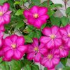 Pink Clematis Flowers paint by number