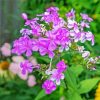 Pink Flowering Phlox paint by number