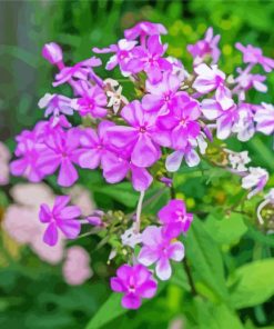 Pink Flowering Phlox paint by number