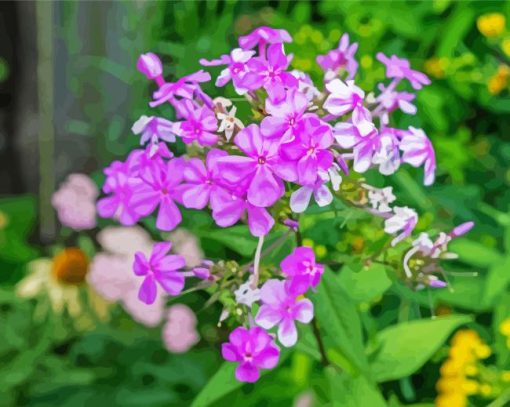 Pink Flowering Phlox paint by number