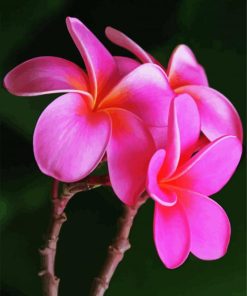 Pink Plumeria paint by number