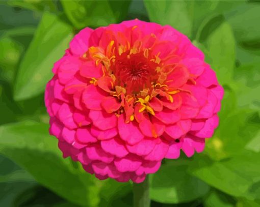 Pink Zinnia paint by number