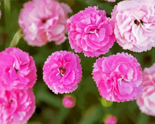 Pink Carnations Flowers paint by number