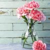 Pink Carnations Glass Vase paint by number