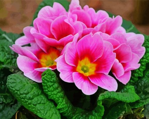 Pink Primrose paint by numbers