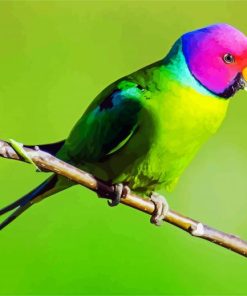 Plum Headed Parakeet paint by numbers