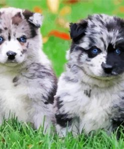 Pomsky Puppies paint by number