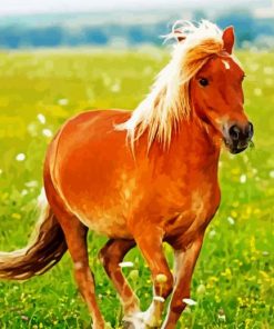 Pony In Field paint by number