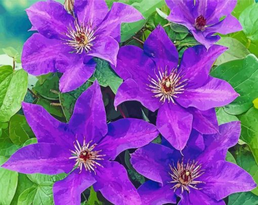 Purple Clematis Flowers paint by number