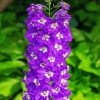 Purple Delphiniums Plants paint by number