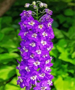 Purple Delphiniums Plants paint by number