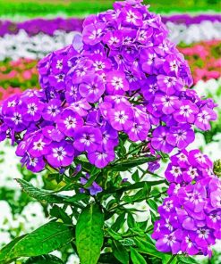 Purple Phlox Flowering Plant paint by number