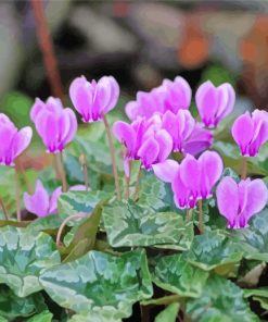 Purple Cyclamen paint by number