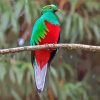 Quetzal Bird paint by numbers