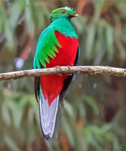 Quetzal Bird paint by numbers