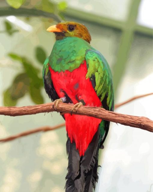 Quetzal Bird Animal paint by number