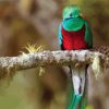 Quetzal Bird On A Branch paint by number