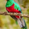 Quetzal Bird paint by number