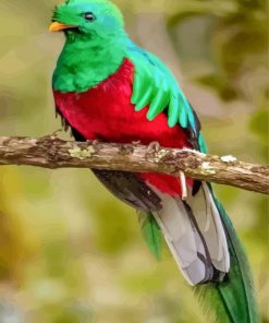 Quetzal Bird paint by number