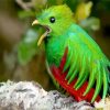 Quetzal Bird Peeping paint by number