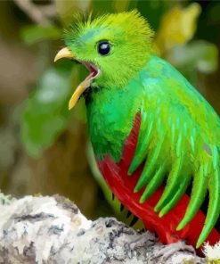 Quetzal Bird Peeping paint by number