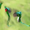 Quetzal Birds paint by number