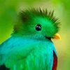 Quetzal Head paint by number