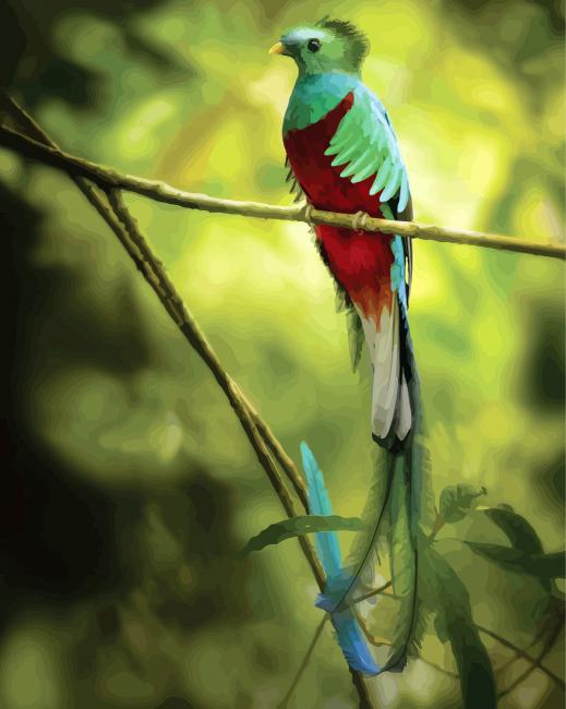 Quetzal Long Tailed Bird paint by numbers
