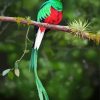 Quetzal On A Branch paint by numbers