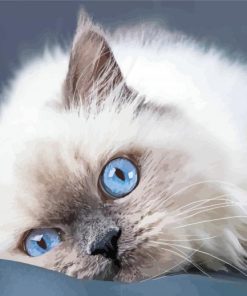 Ragdoll Cat Blue Eyes paint by number