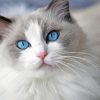 Ragdoll Cat paint by numbers