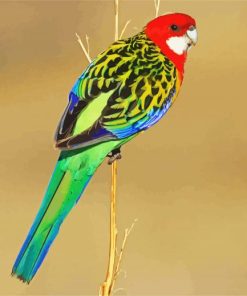 Rainbow Eastern Rosella Bird paint by number