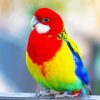 Rainbow Parakeet Bird paint by number