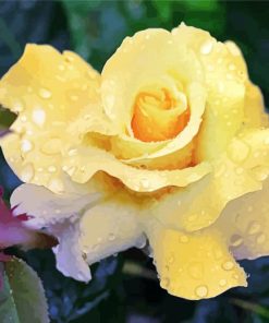 Raindrop Yellow Rose paint by numbers