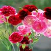 Red And Pink Carnations paint by number