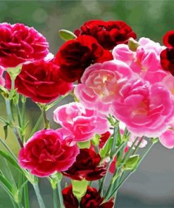 Red And Pink Carnations paint by number